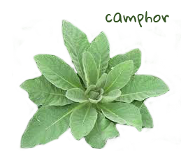 camphor plant