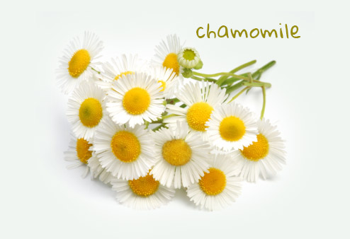 chamomile02